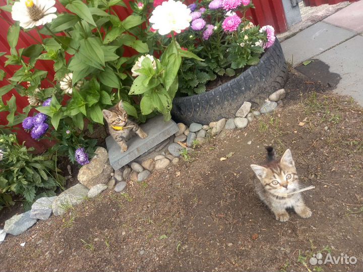 Котята британки