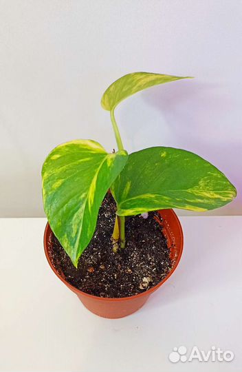 Сциндапсус эпипремнум