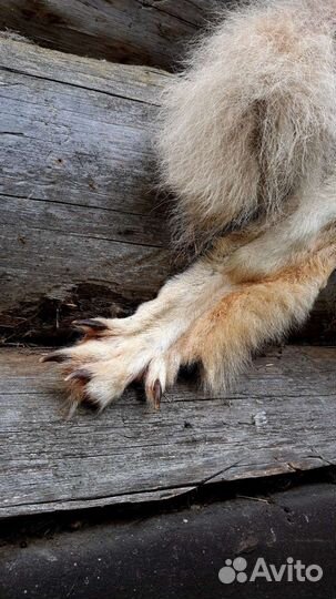 Шкура волка