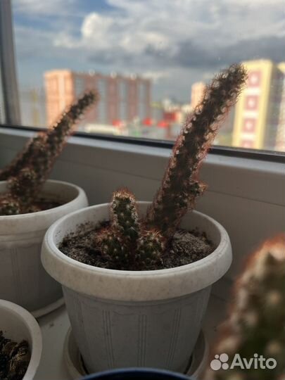 Кактус Маммилярия элонгата красная удлиненная