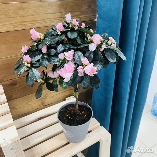 Азалии на штамбе