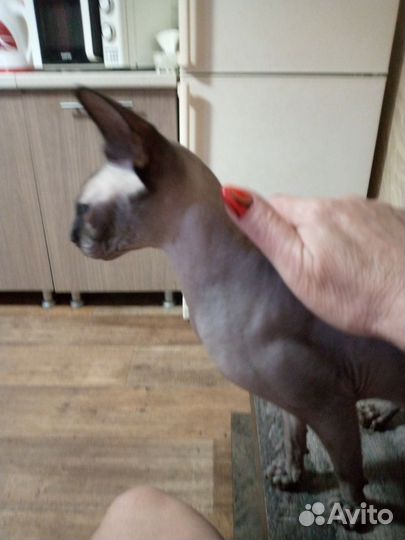 Кошечка сфинкс ищет котика на вязку