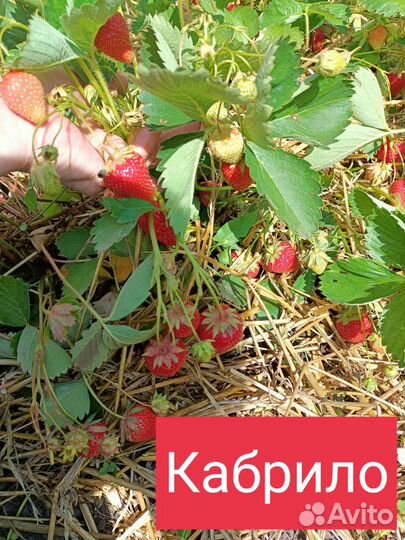 Рассада клубники виктория и кабрило