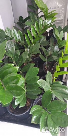 Замиокулькас (долларовое дерево)