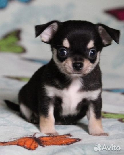 Щенки чихуахуа (к-ш)
