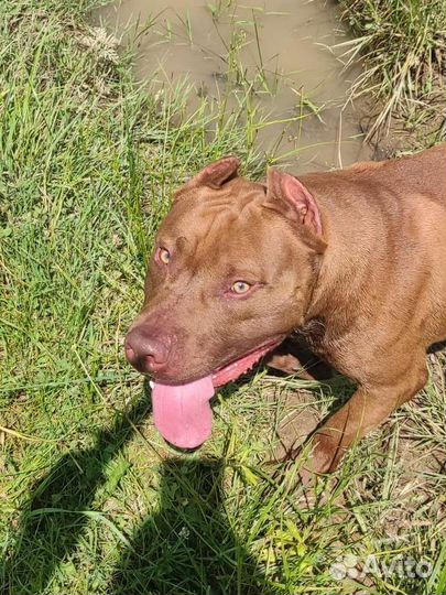 Питбуль вязка