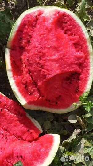 Арбуз оптом