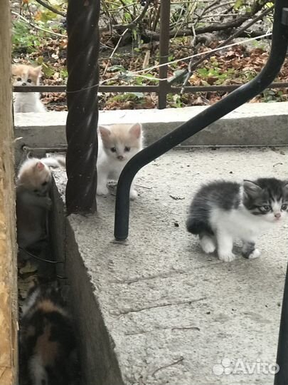 Отдам в добрые руки