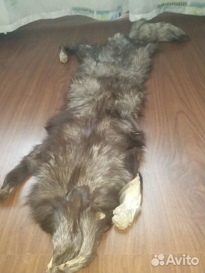 Шкурка песца