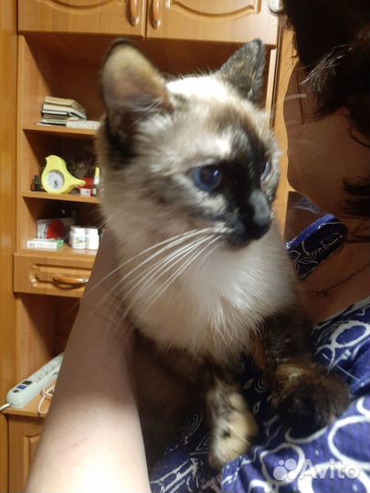 Отдам кота в добрые руки