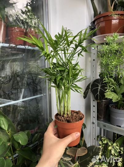 Пальма хамедорея