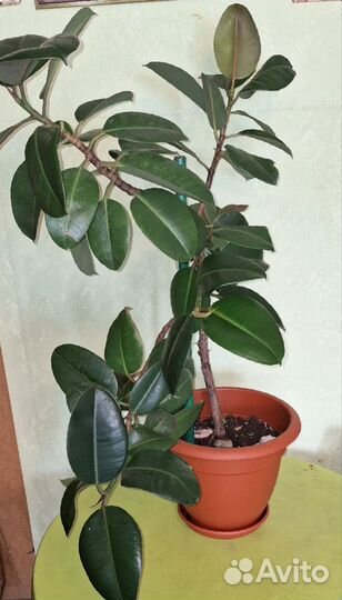 Хлорофитум, драцена, Кислица, Фикус, Спатифиллум