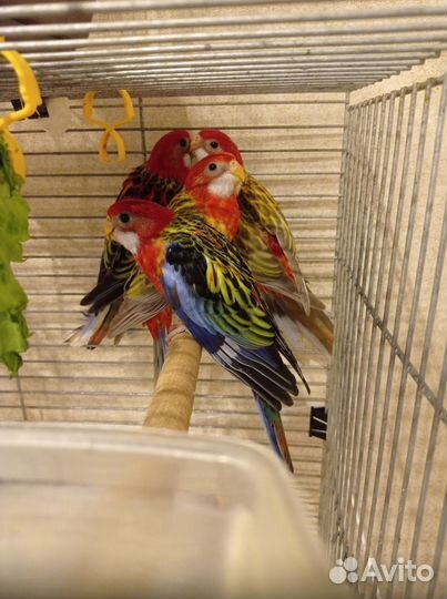 Розеллы птенцы