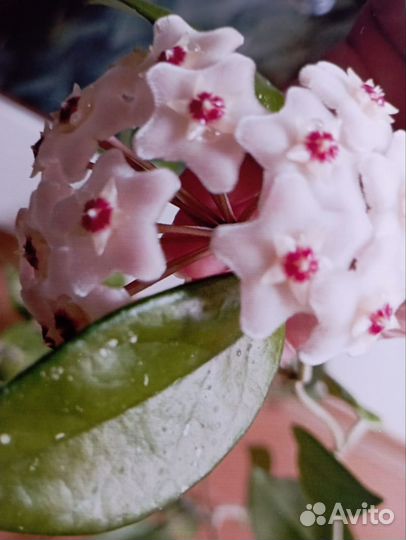 Хойя Карноза