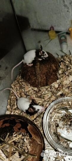 Мышата бамбуковых мышек