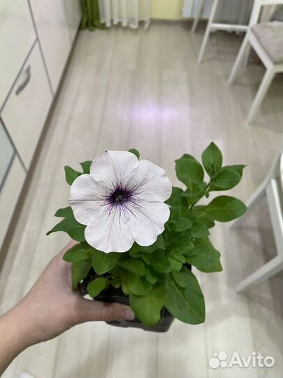 Петуния ампельная профессиональных сортов черенки