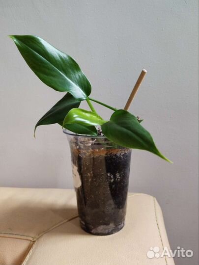 Филодендрон