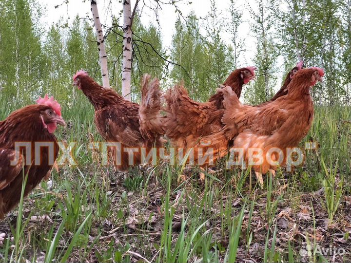Куры несушки
