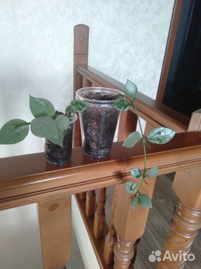 Хойя эскимо, лакуноза