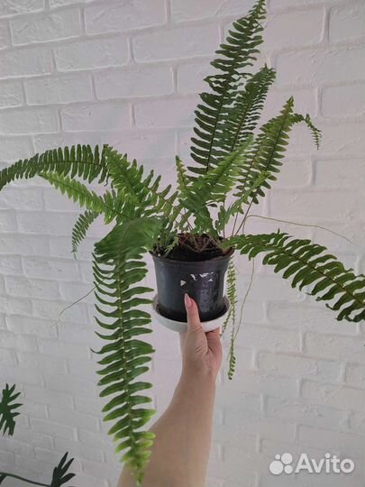 Нефролепис, эпипремнум Эн Джой