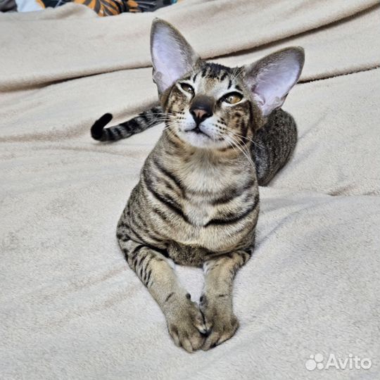 Ориентальный кот