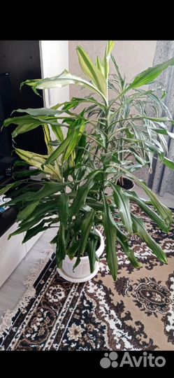 Комнатные растения