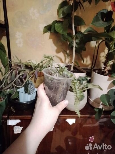 Цветы комнатные разные, колеус бегония, сингониум