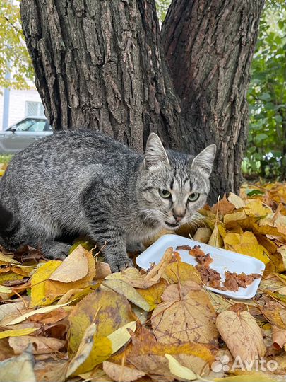 Кошечка Мотя в добрые руки