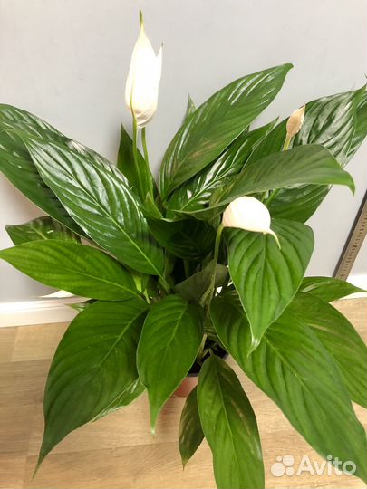 Спатифиллум