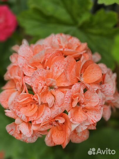 Пеларгония, взрослая лиа Фиеста