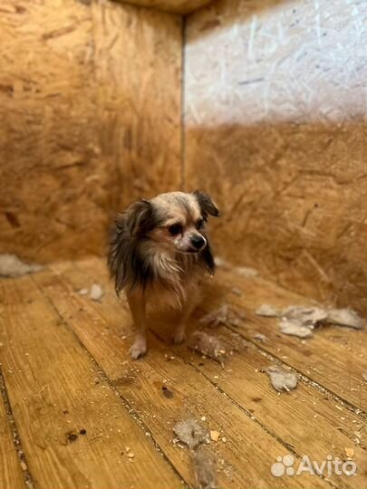 Собаки бесплатно в добрые руки