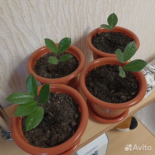 Замиокулькас