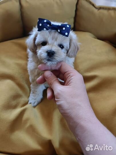 Щенки мальтипу f1 мини