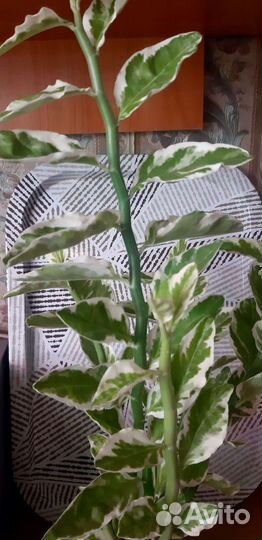 Фикус педилантус