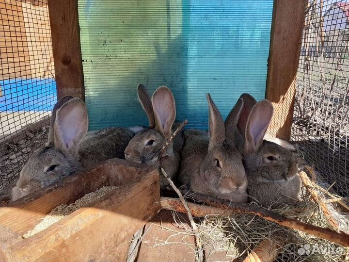 Кролики бабочки