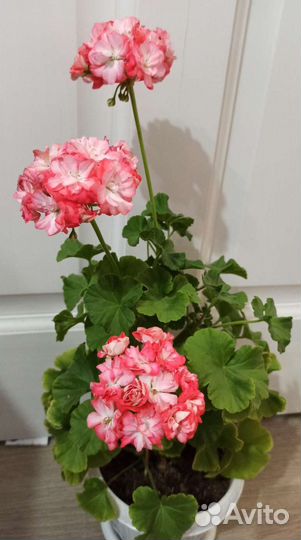 Пеларгония герань Срезы