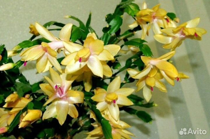 Декабрист красный и розовый