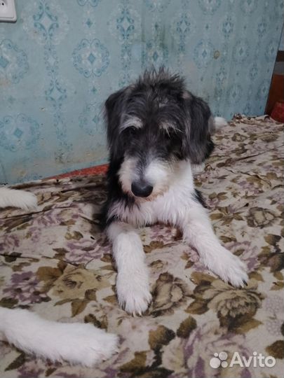 Степа ищет дом