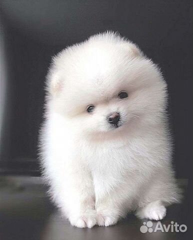 Шпицуля, маленькие мишутки