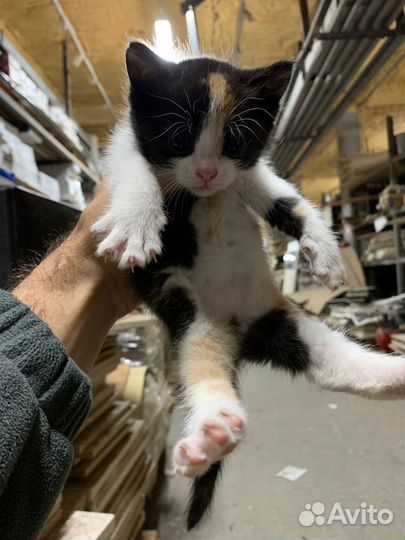 Кошки котята трехцветные