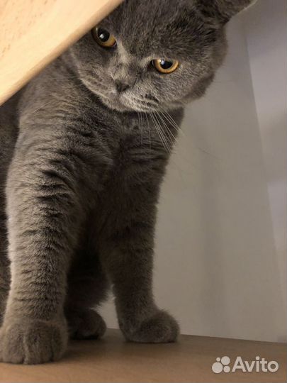 Отдам котика в добрые руки