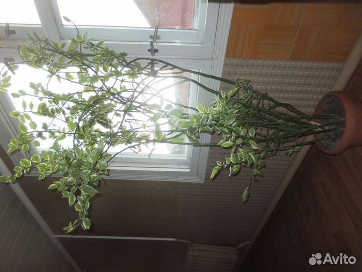 Комнатные растения