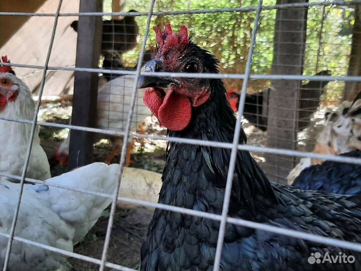 Куры несушки, петухи