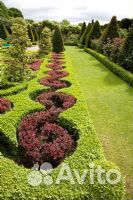 Барбарис (крым)