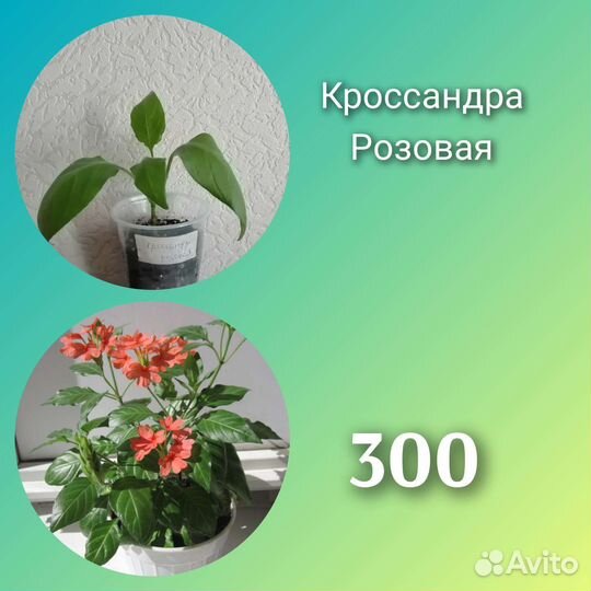 Кроссандра 4 вида