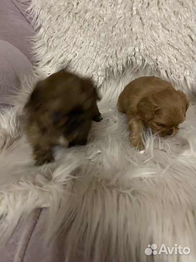 Щенки пекинес с ши -цу два мальчика