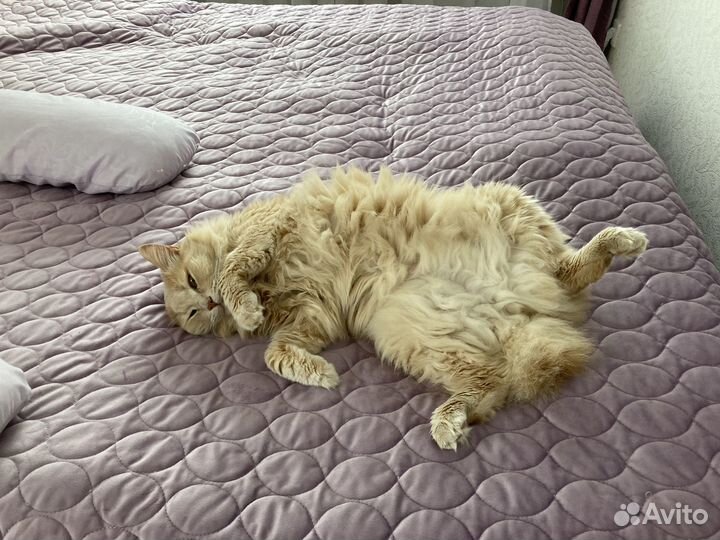 Шерсть кота- курильского бобтейла