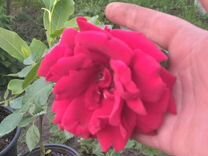 Роза красная плетистая