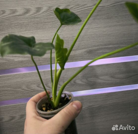 Филодендрон хоуп