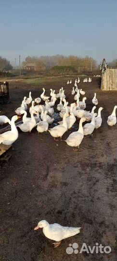 Дамашние гуси